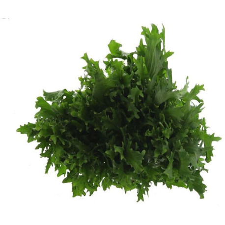 SALADE FRISEE FINE 4PCS